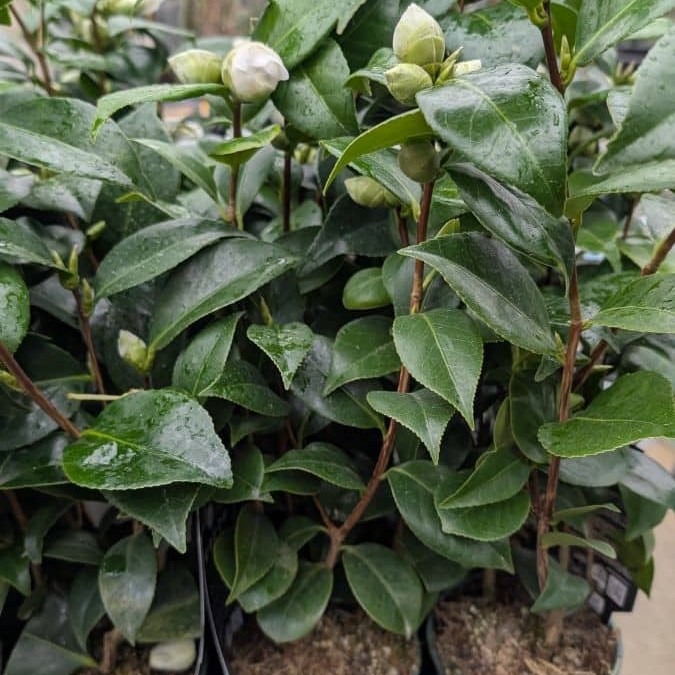 CAMILIA-FLEURS DOUBLES - PAR 3= 12€50 l'unité, par 1 = 15€