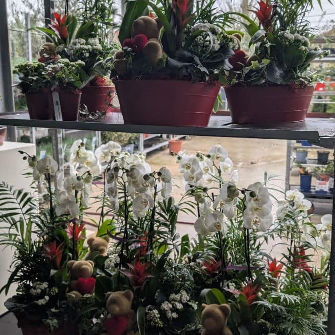 COMPO-ORCHIDEE-EXTRA  39€