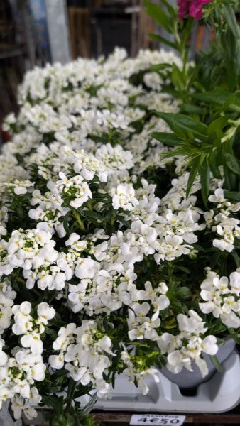 CORBEILLE-D-ARGENT 4€50