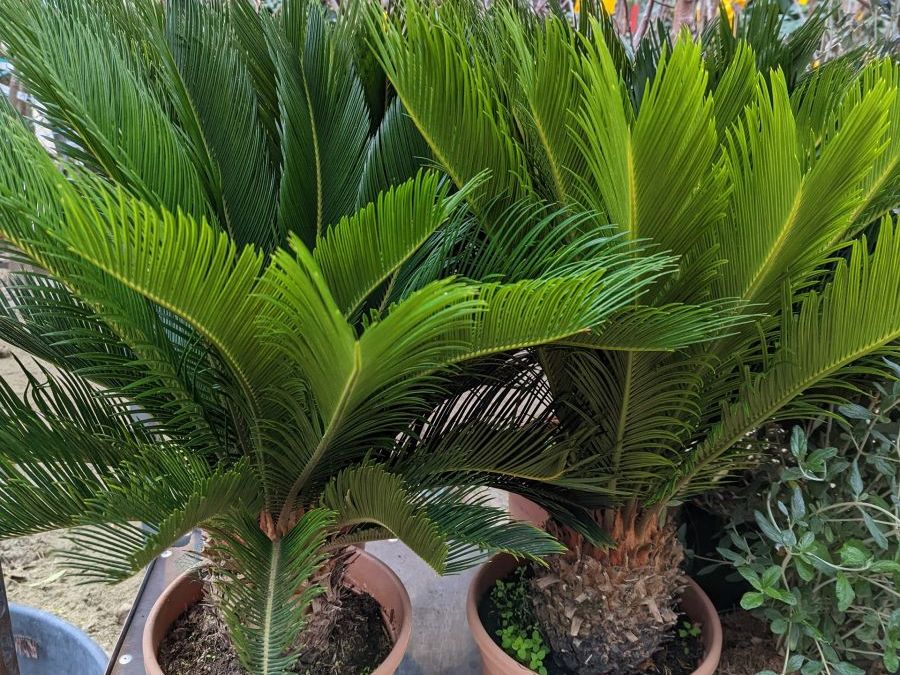 CYCAS-REVOLUTA à partir de 39€