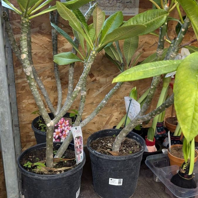 FRANGIPANIER-PLUMERIA GRANDE TAILLE