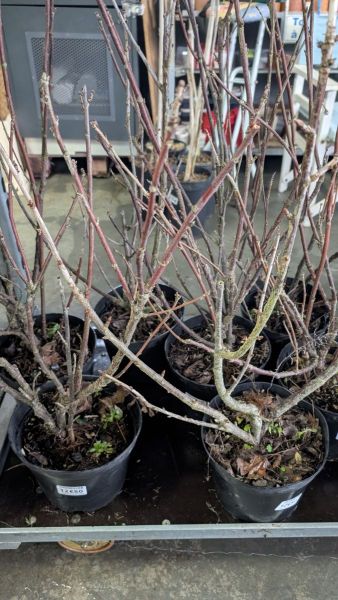 GROSEILLER-JONKER VAN TETS  14€