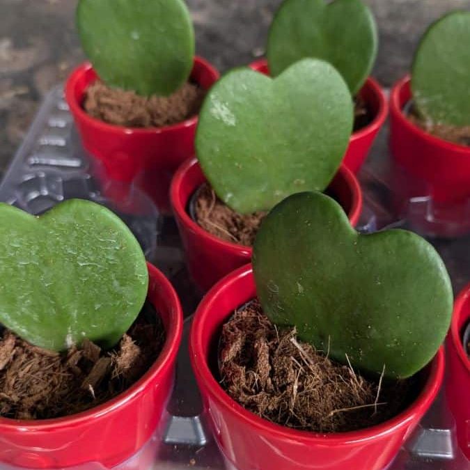 HOYA-COEUR Par 3 = 3€50 l'unité et par 1 =4€50