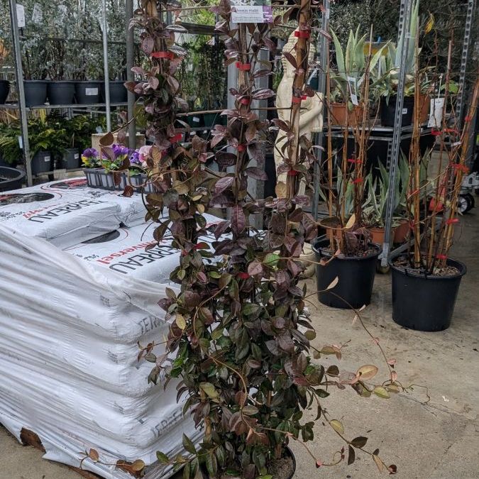 JASMIN-SUR-TREILLIS 59€ JASMIN-SUR-TREILLIS 59€