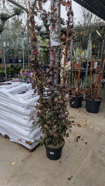 JASMIN-SUR-TREILLIS 59€