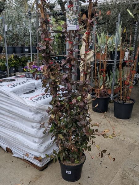 JASMIN-SUR-TREILLIS 59€ JASMIN-SUR-TREILLIS 59€