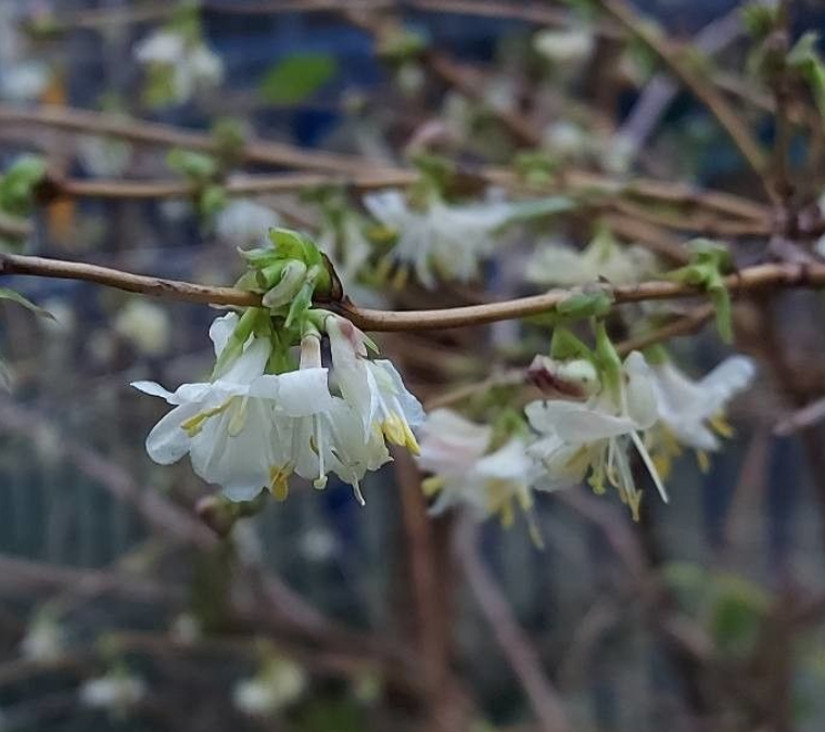 LONICERA-FRAGANTISSIMA  9€50