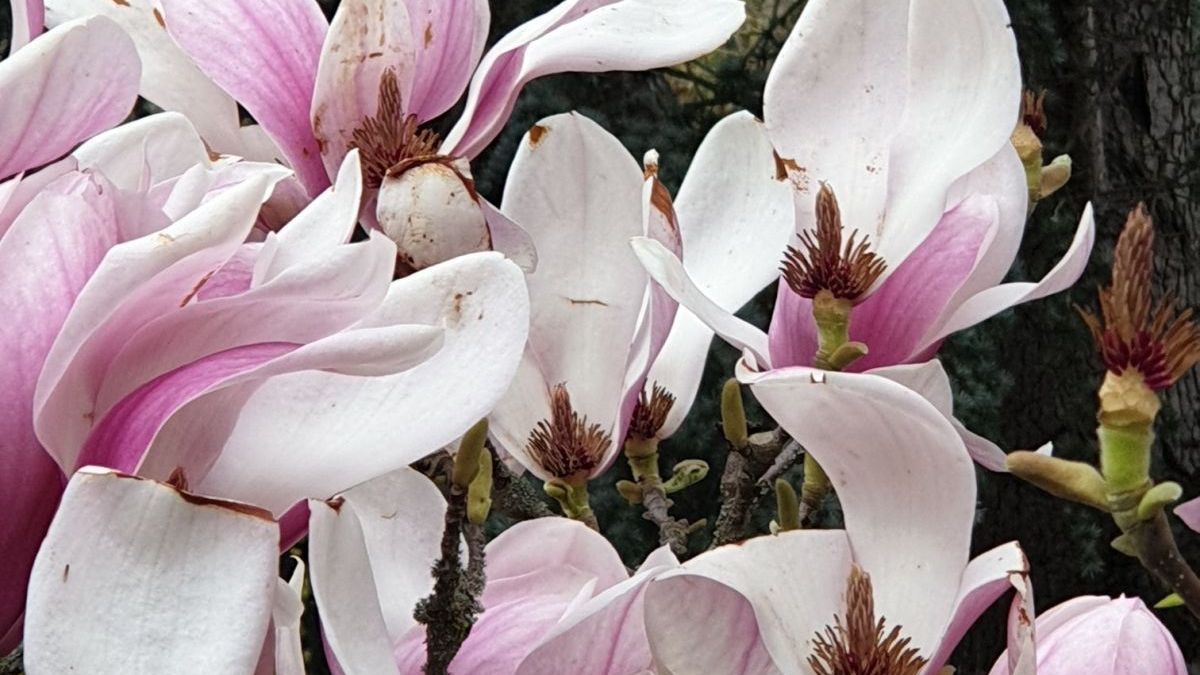 MAGNOLIA-SOULANGEANA dès 19€90