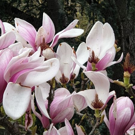 MAGNOLIA-SOULANGEANA dès 19€90