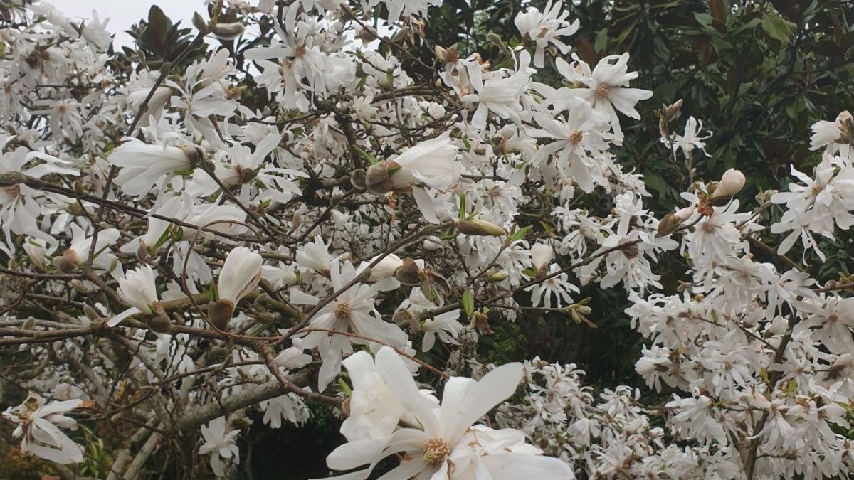 MAGNOLIA-STELLATA dès 19€90