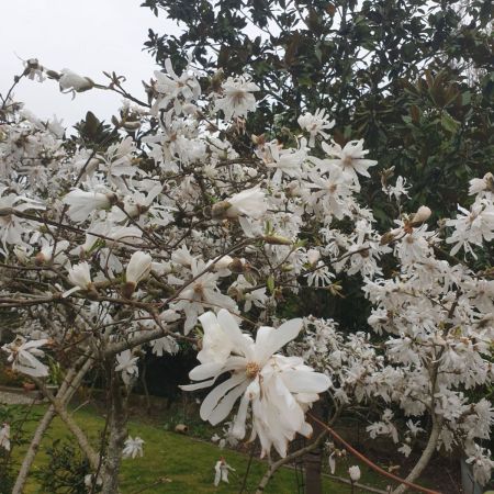 MAGNOLIA-STELLATA dès 19€90