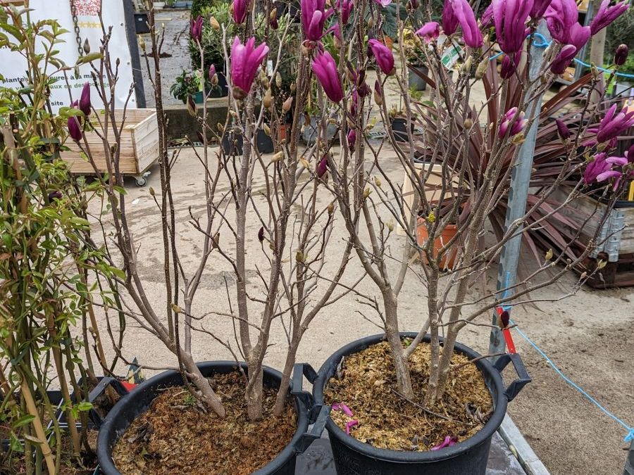 MAGNOLIA-SUSAN-TULIPIER dès 19€90