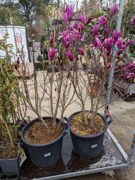 MAGNOLIA-SUSAN-TULIPIER dès 19€90