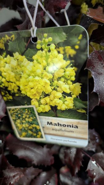 MAHONIA A FEUILLE DE HOUX 14€