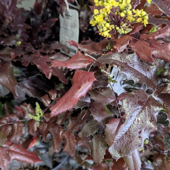 MAHONIA AQUAFOLIUM 14€