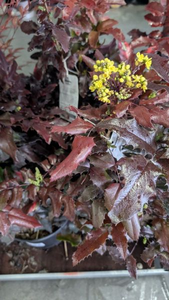 MAHONIA AQUAFOLIUM 14€