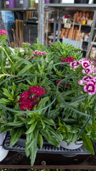 OEILLET-DU-POETE  4€50