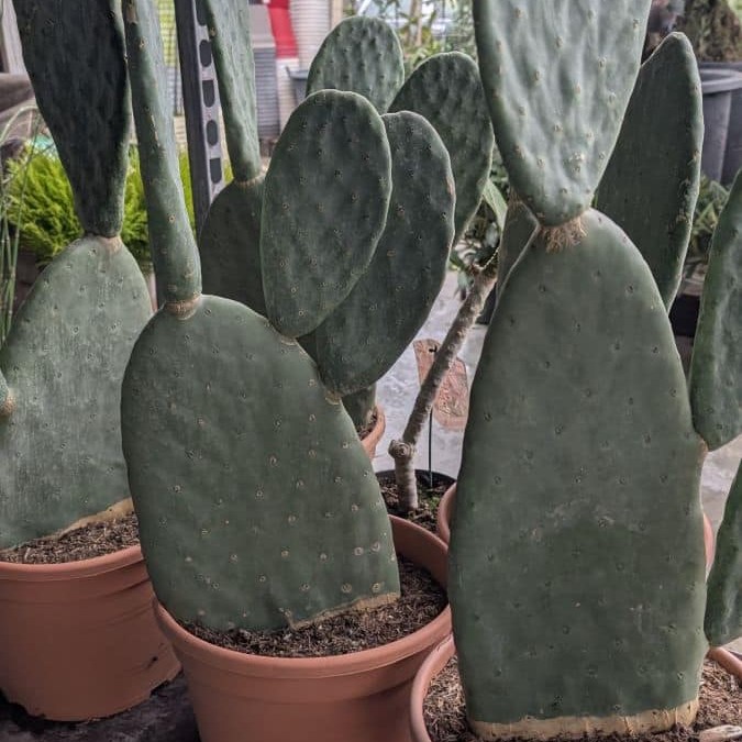 OPUNTIA-MIX- EXTRA 59€
