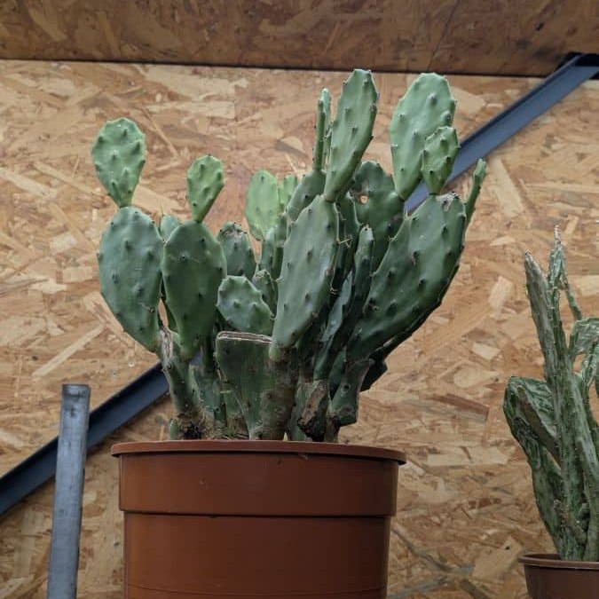 OPUNTIA-MIX- divers 25€
