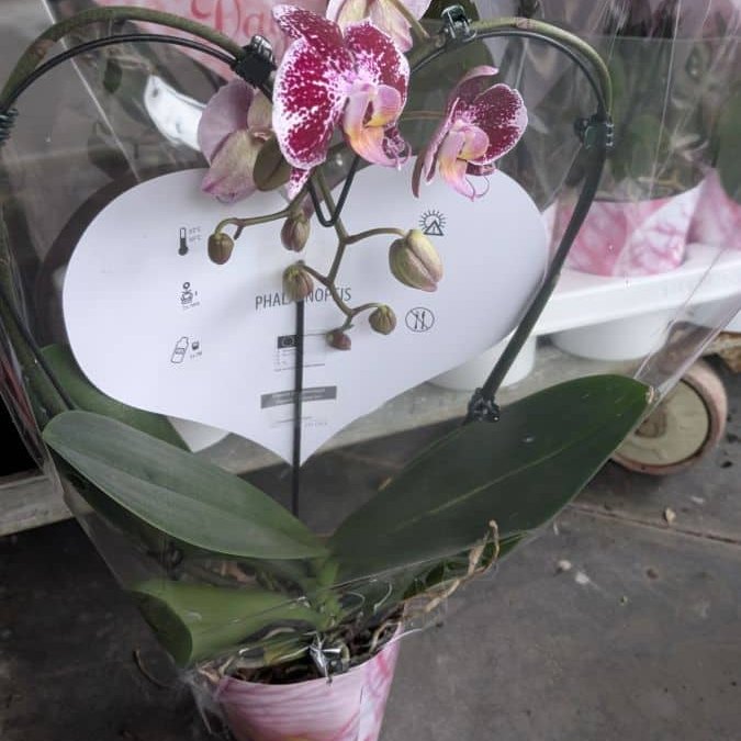 ORCHIDEE-STRUCTURE-COEUR