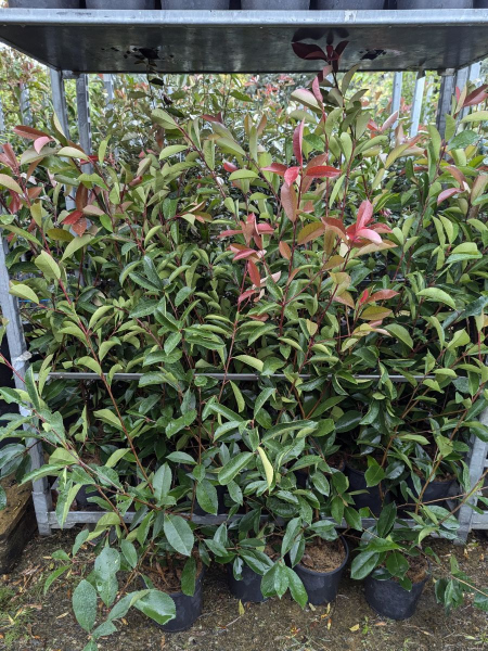 PHOTINIA-RED-ROBIN 60/80cm à l'unité 9€90 et par 5 et += 8€50