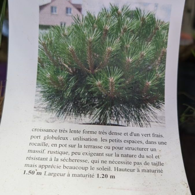 PIN PIERRICK BREGEON BONSAI - 29€