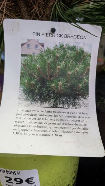 PIN PIERRICK BREGEON BONSAI - 29€