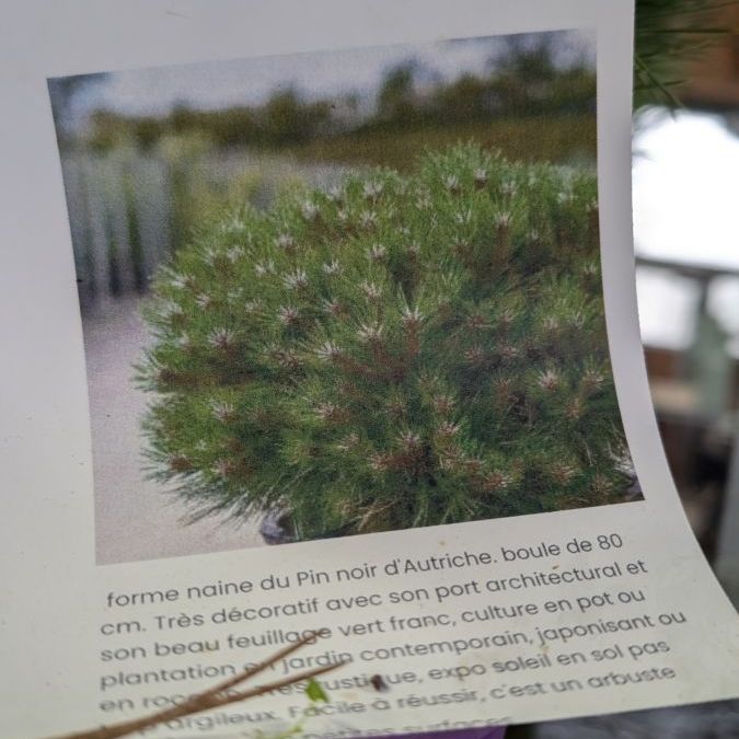 PIN MARIE BREGEON BONSAI - 29€