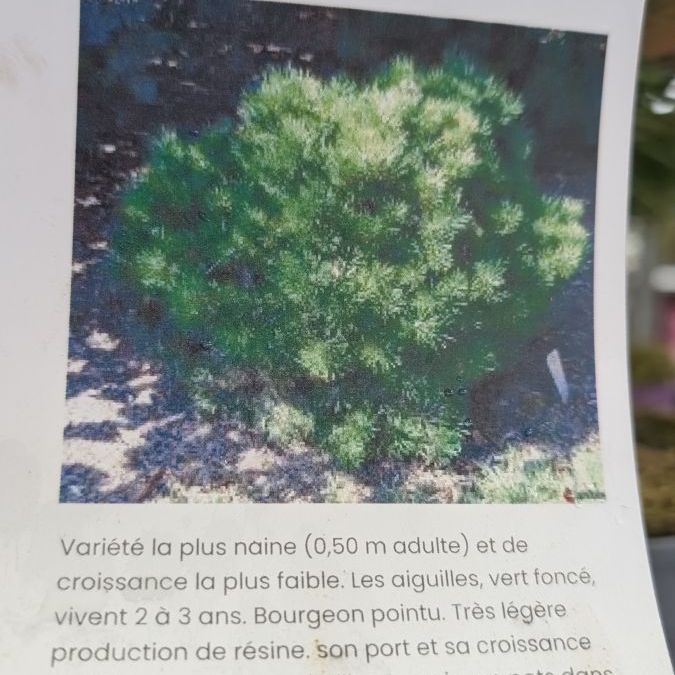 PIN GAELLE BREGEON BAMBINO BONSAI- 29€