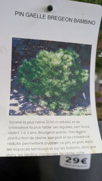 PIN GAELLE BREGEON BAMBINO BONSAI- 29€