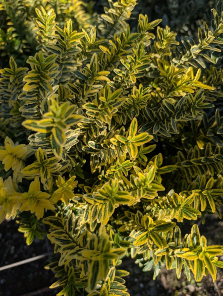 FUSAIN PULCHELLUS  MICROGOLD 12€50