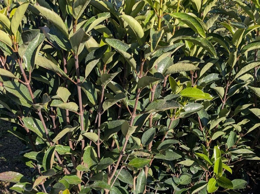 VIBURNUM LUCIDUM  -  12€50