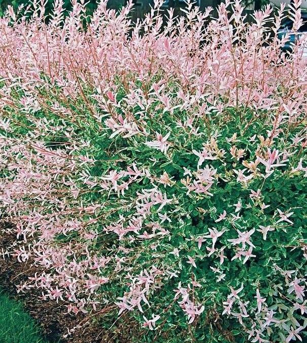 Saule-Crevette-Buisson