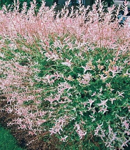 Saule-Crevette-Buisson