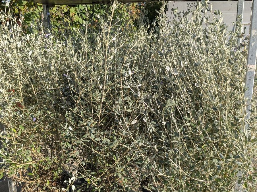 TEUCRIUM à partir de 9€50