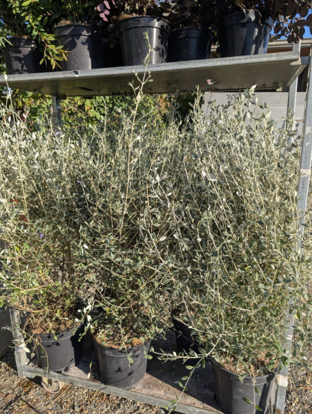TEUCRIUM à partir de 9€50