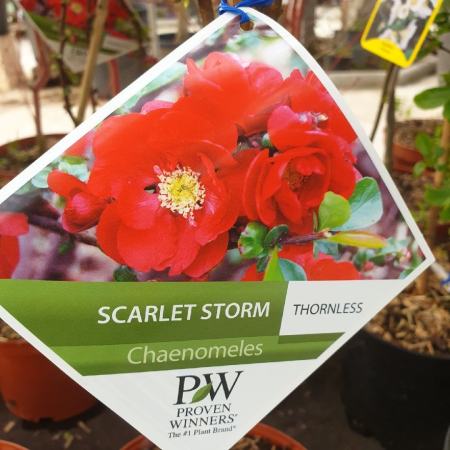 COGNASSIER DU JAPON  14€