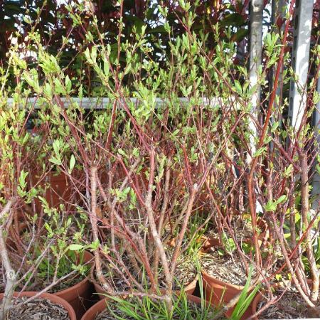 saule-crevette-buisson à partir de 8€