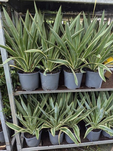 YUCCA-GLORIOSA 19€90