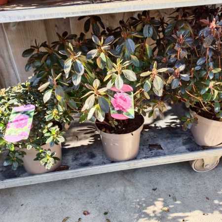 AZALEA JAPONICA 12€50
