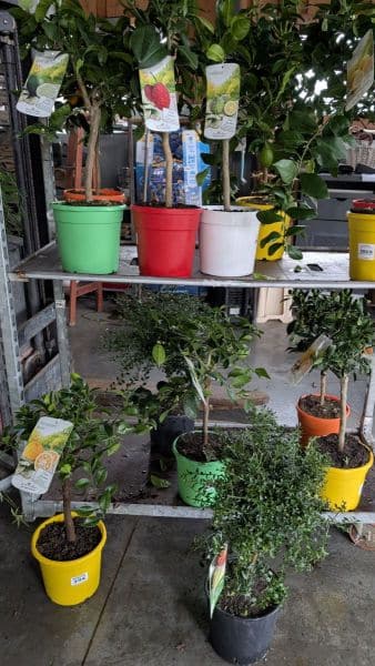 AGRUMES  extra-  39€