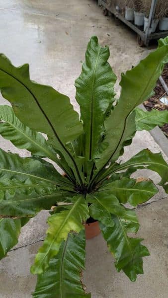 ASPLENIUM - taille XL   - 39€