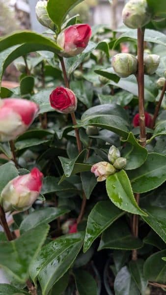 CAMILIA-FLEURS DOUBLES - PAR 3= 12€50 l'unité, par 1 = 15€