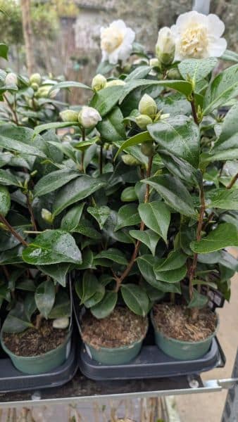 CAMILIA-FLEURS DOUBLES - PAR 3= 12€50 l'unité, par 1 = 15€