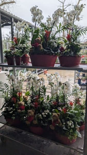 COMPO-ORCHIDEE-EXTRA  39€