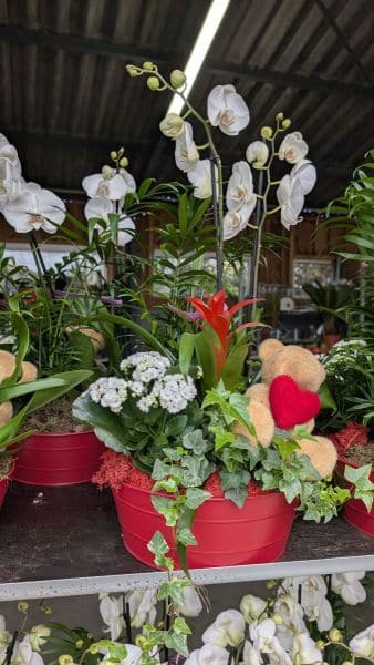 COMPO-ORCHIDEE-EXTRA  39€