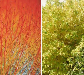 CORNUS-WINTER-FIRE  19€50