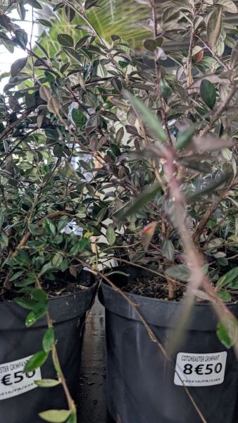 COTONEASTER-RAMPANT  8€50