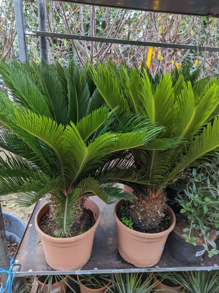 CYCAS-REVOLUTA à partir de 39€