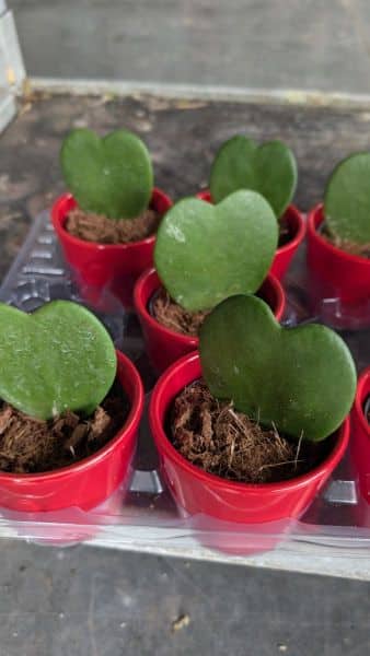 HOYA-COEUR Par 3 = 3€50 l'unité et par 1 =4€50